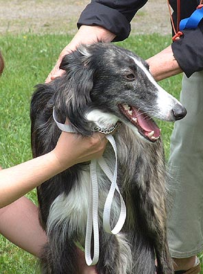 BOB Jr Winner Starcastle Hounds Explorer